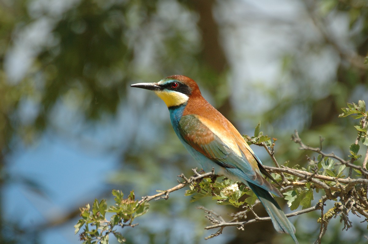 Bezoek aan Georgië tijdens de roofvogeltrek en schrijft een reportage over deze reis in Eos magazine.